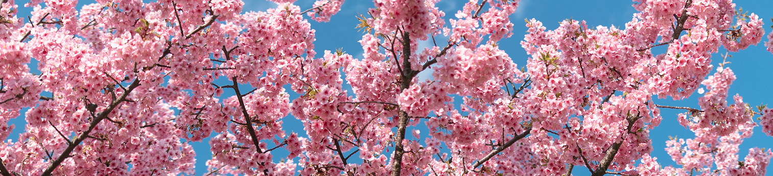Cherry blossom trees on a sunny day with blue skies and clouds.