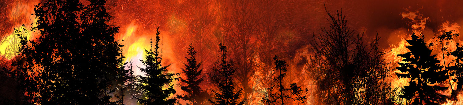 A wild fire burning down a forest.