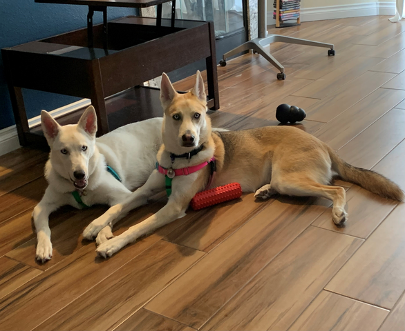 Raymond's 2 beautiful husky-shepherd mixes Artemis & Iris.